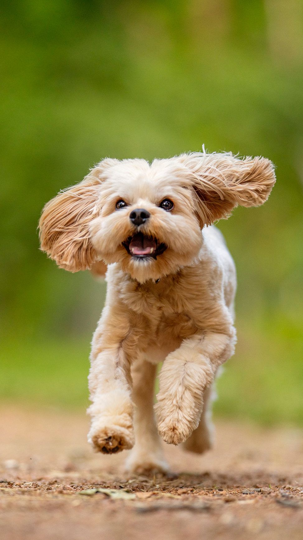 An apricot cavoodle running towards the camera along a path