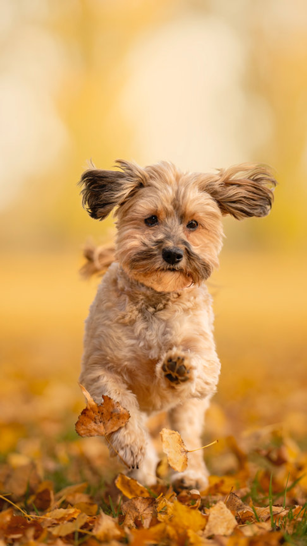 Fluffy dog joyfully running through autumn leaves with a blurred golden background.