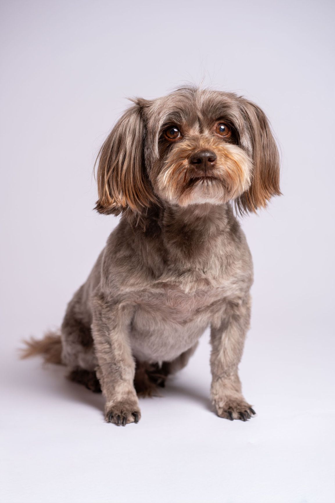 A small grey terrier-cross sitting on a plain studio backdrop