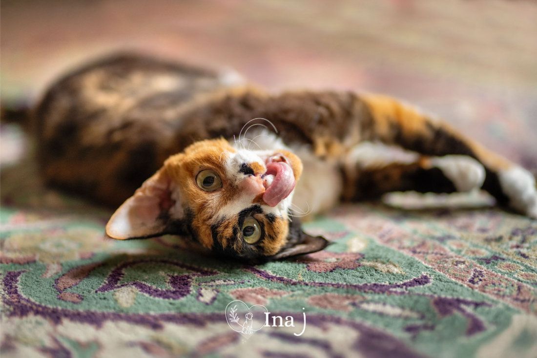A calico cat rolling on its back on a patterned rug