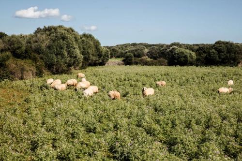 Es Bec d Agila Luxury Villa Rental Menorca