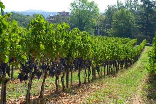 Il Palagio Sting's Tuscany Estate