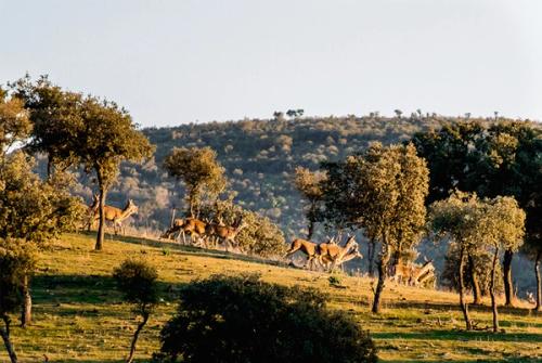La Nava del Barranco Luxury Villa corporate rental Spain