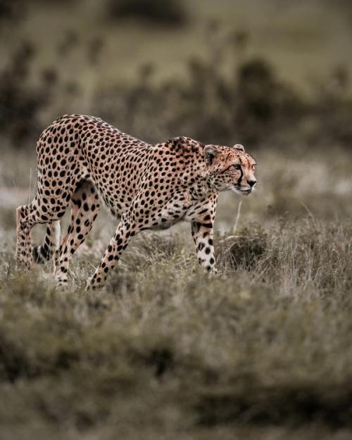 Kenya Safari