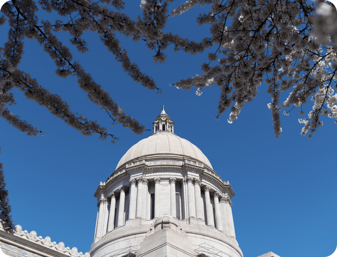 State capitol building view with tree flowers above