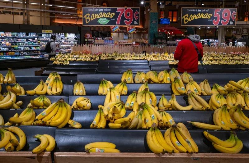 A grocery store displays several rows of bananas, with price signs overhead showing 79 cents and 59 cents per pound. A person in a red jacket stands near the banana section.