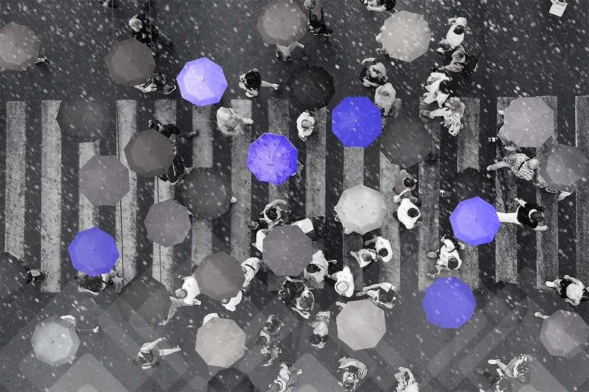 Aerial grayscale view of people with umbrellas on a crosswalk in the rain, with several umbrellas highlighted in purple.