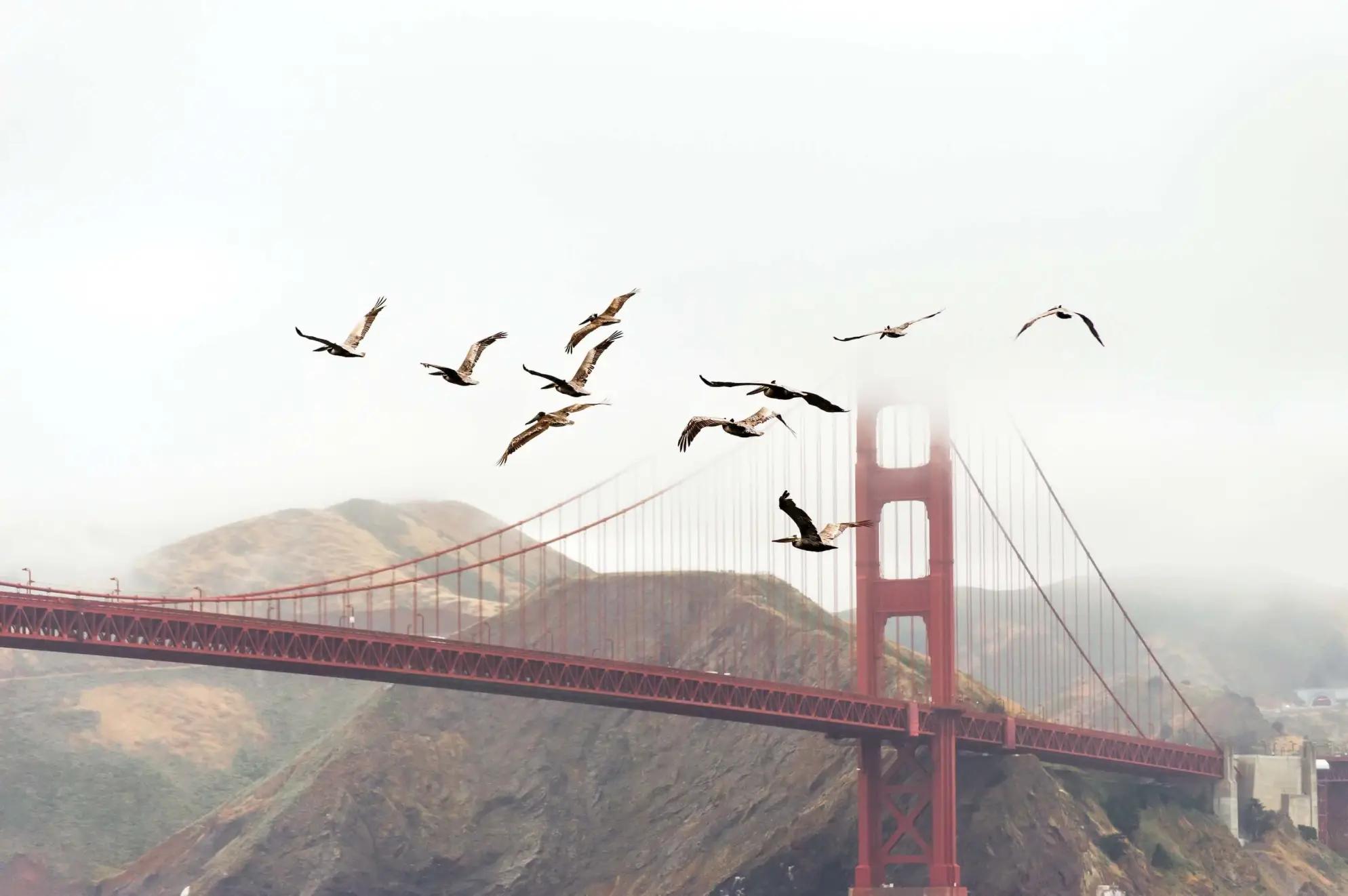 A flock of birds flies above the Golden Gate Bridge, partially obscured by fog, with hills in the background.
