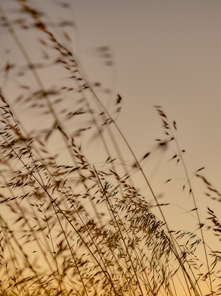 Church Rd Grand Reserve Chardonnay 2020