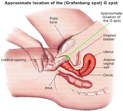 Approximate location of the (Grafenberg spot) G spot