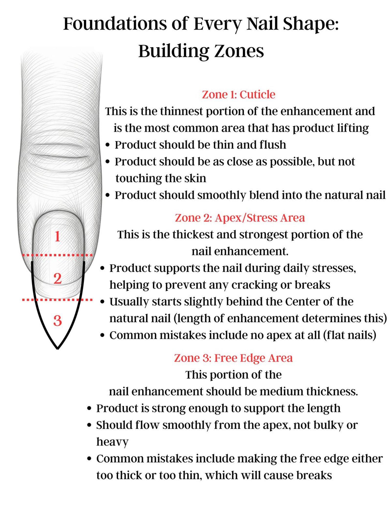 Building zones of a nail enhancement: cuticle, apex stress area, and free edge