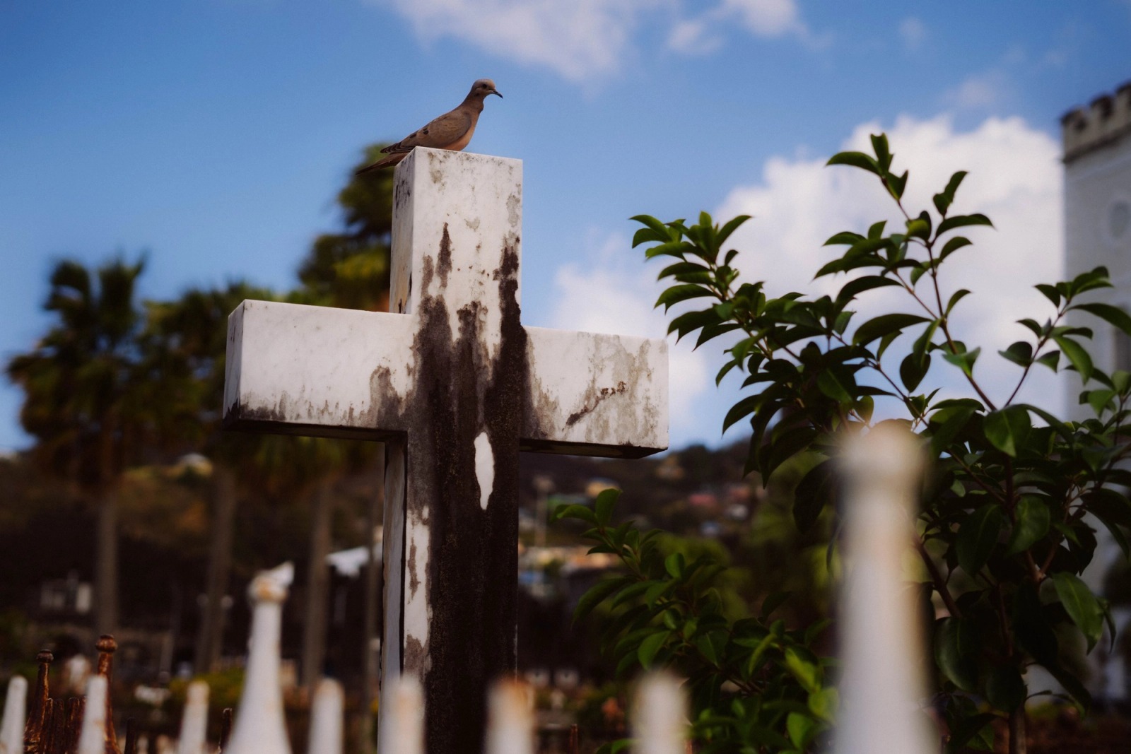 Cultivating Danger — frame 016