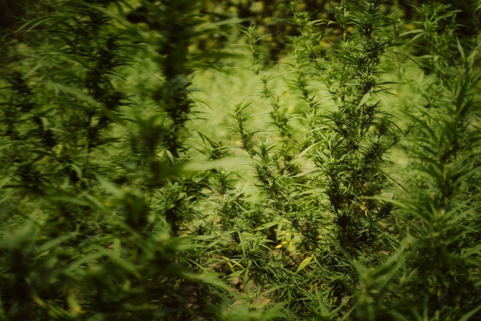 Cultivating Danger — frame 113