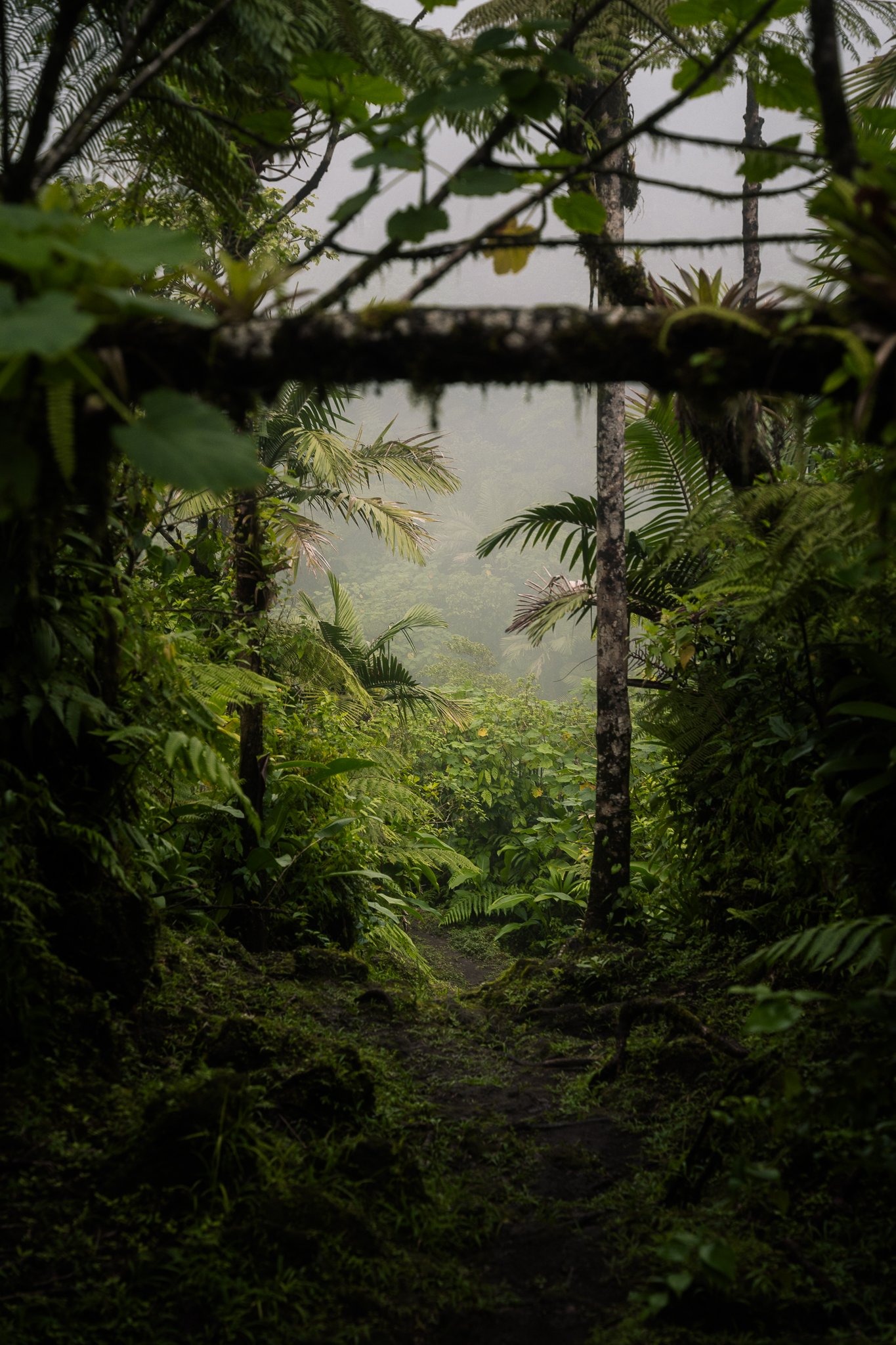 The Kalinago Dream — frame 129