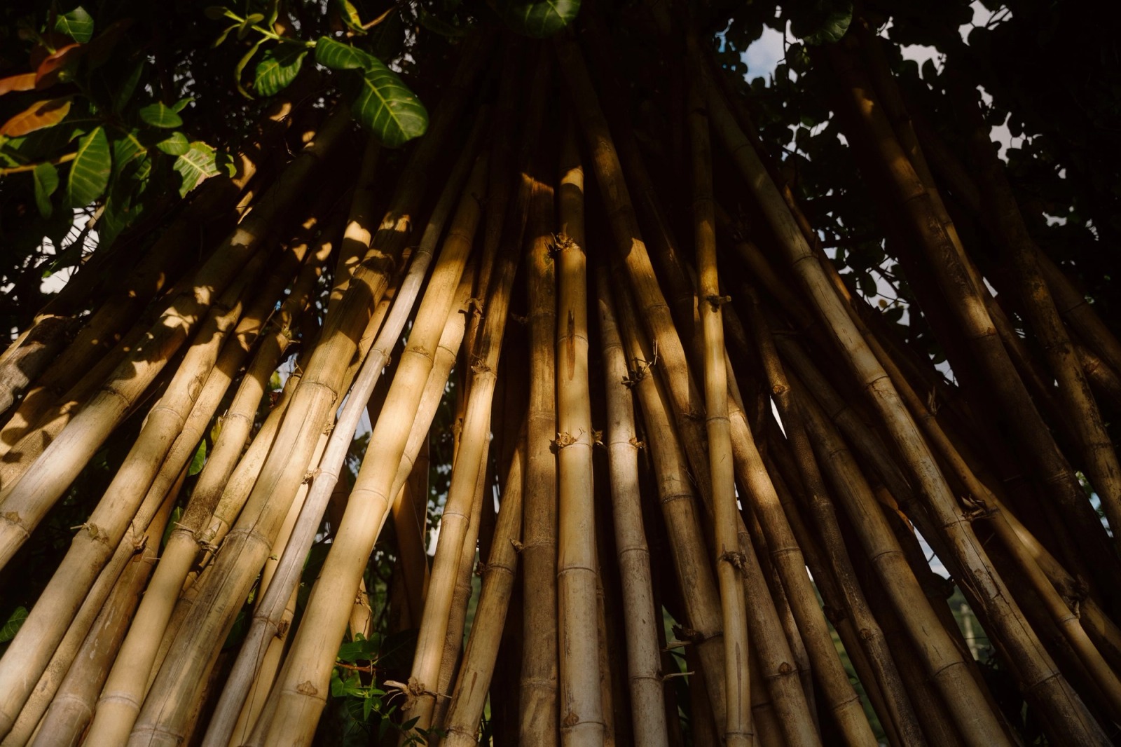 The Kalinago Dream — frame 097
