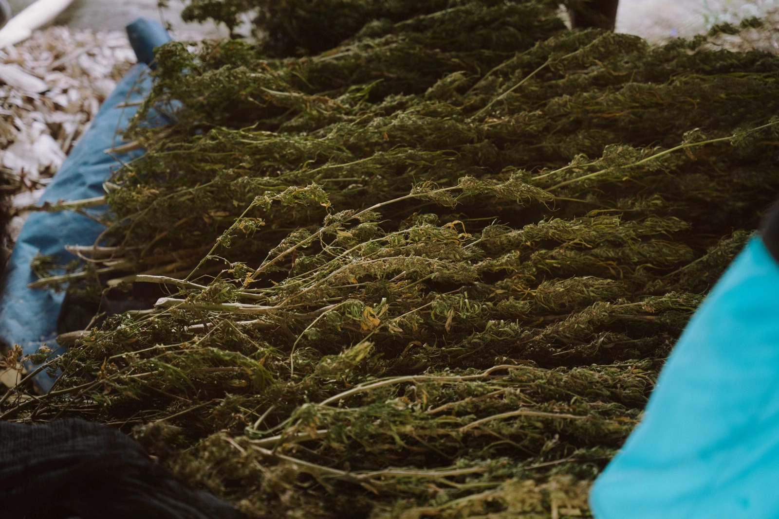 Cultivating Danger — frame 035