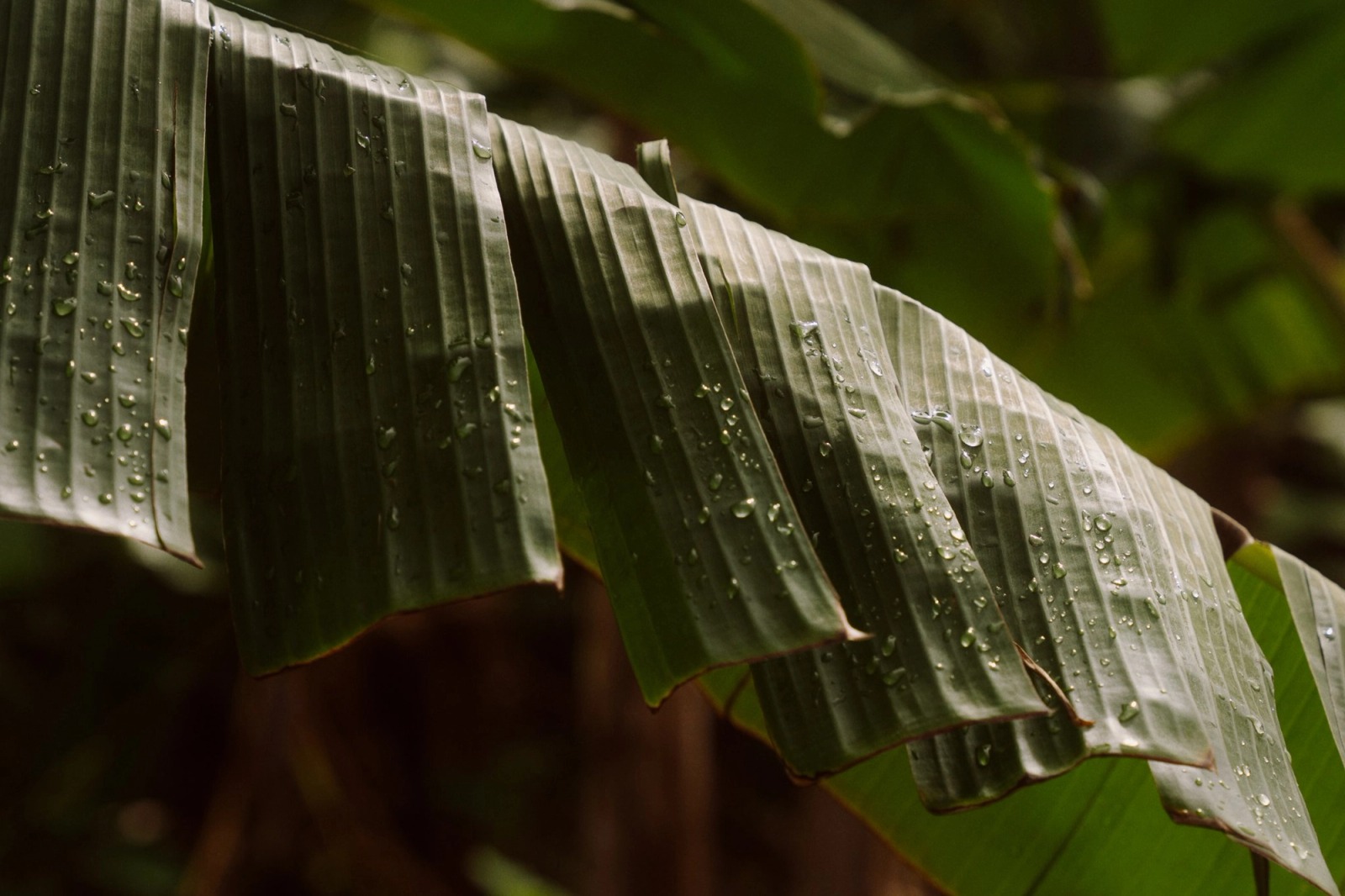 The Kalinago Dream — frame 095
