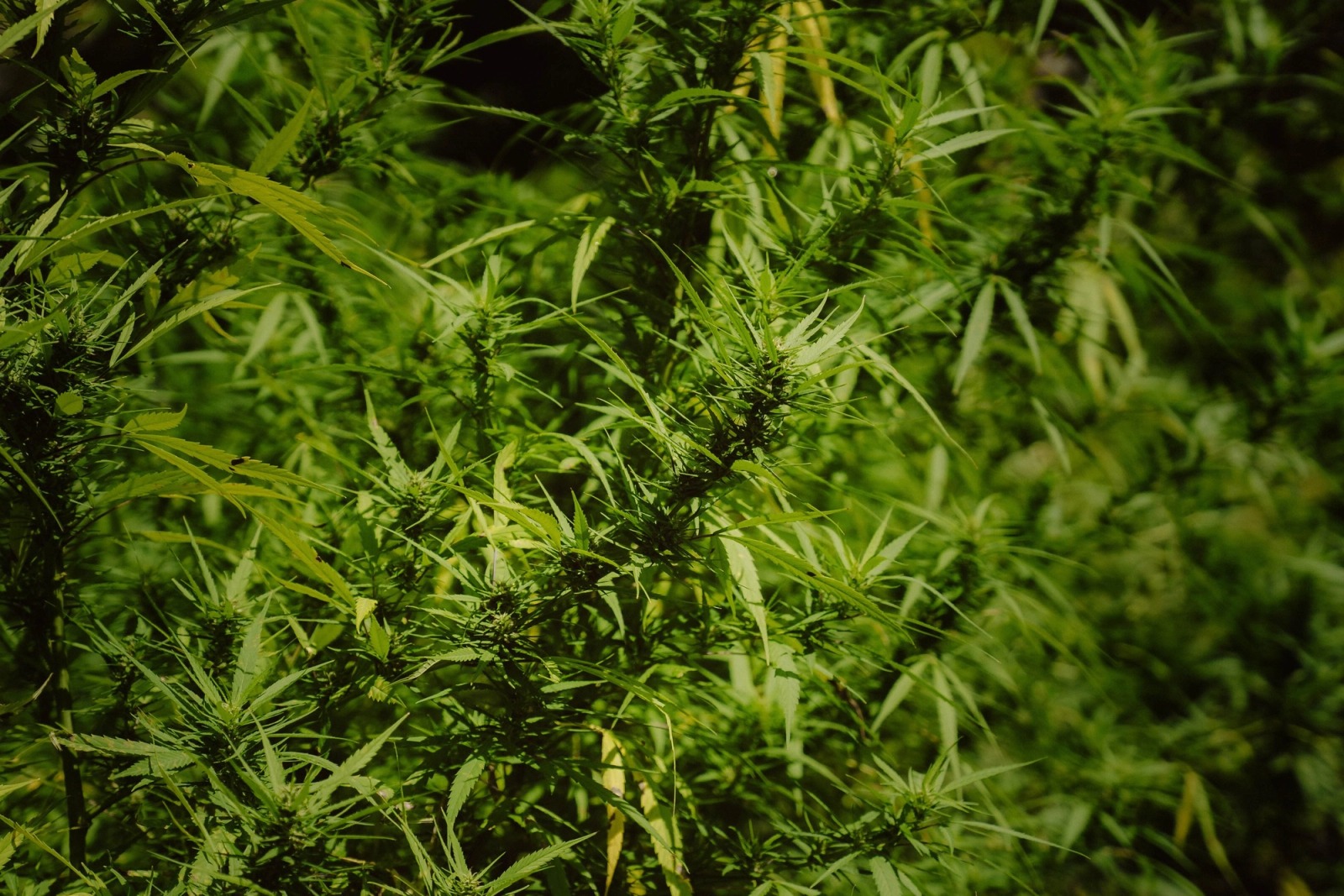 Cultivating Danger — frame 110
