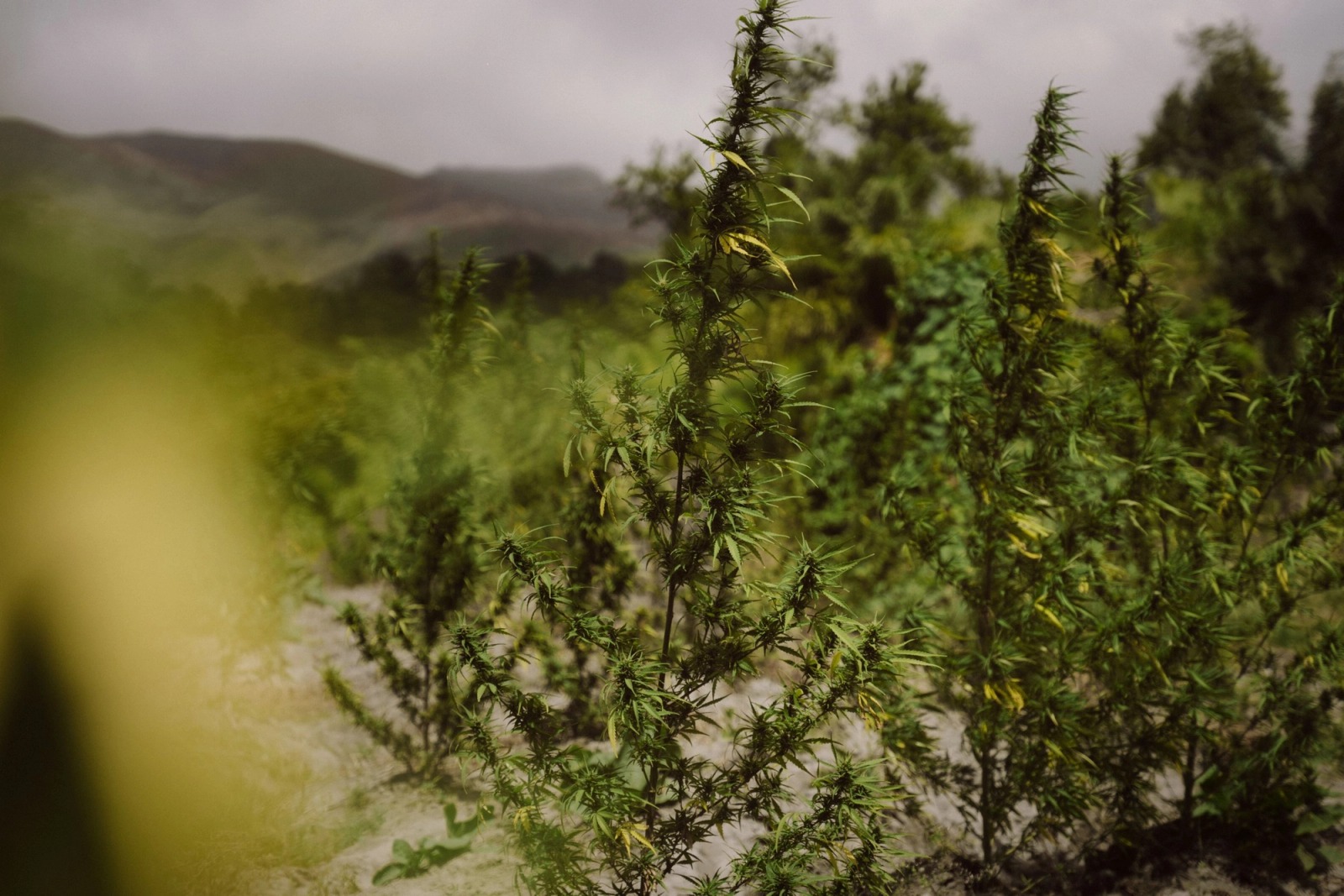 Cultivating Danger — frame 040
