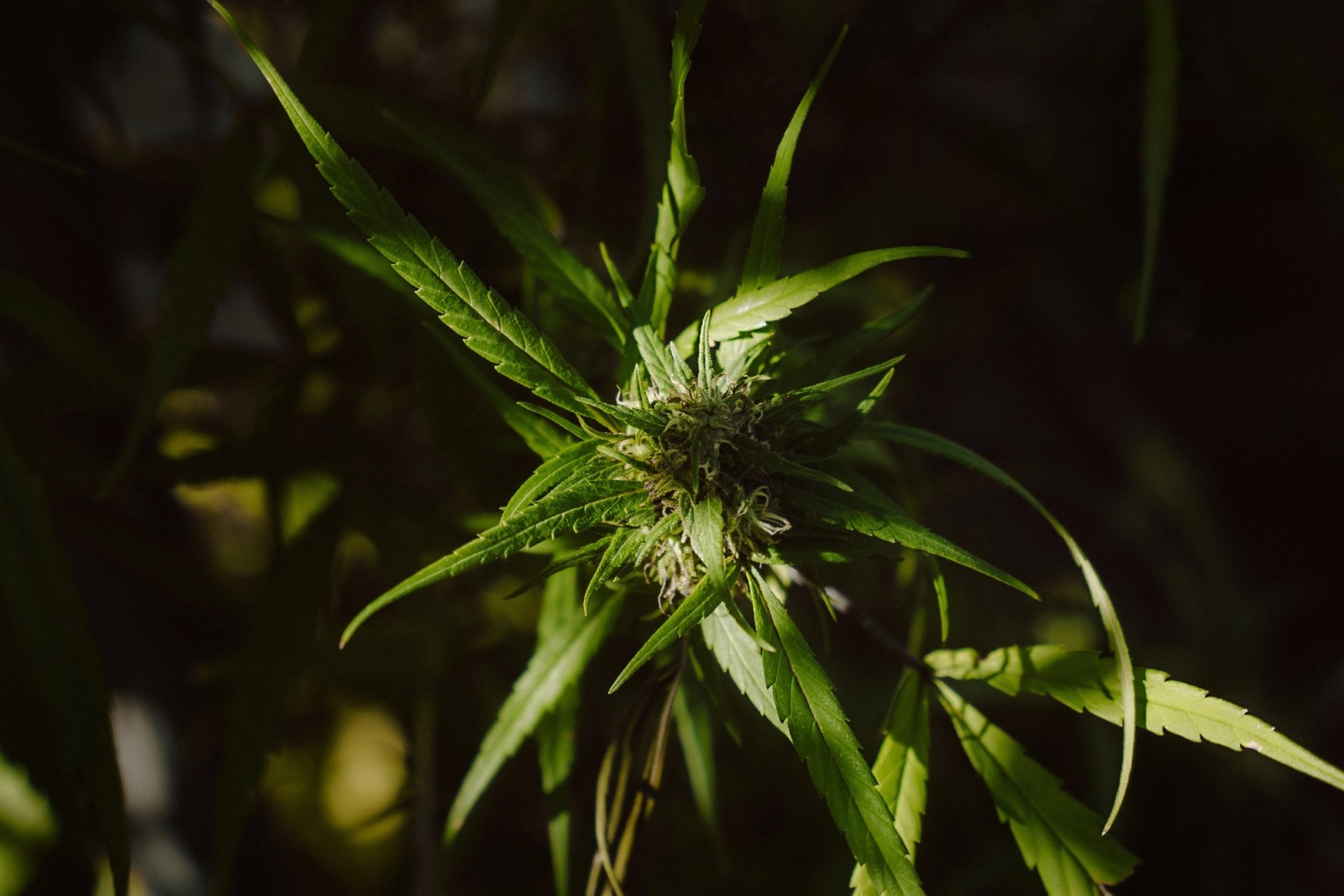 Cultivating Danger — frame 070