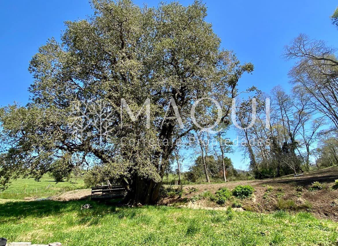 PARCELA, LOTEO SENDEROS DE PILAUCO - foto 5