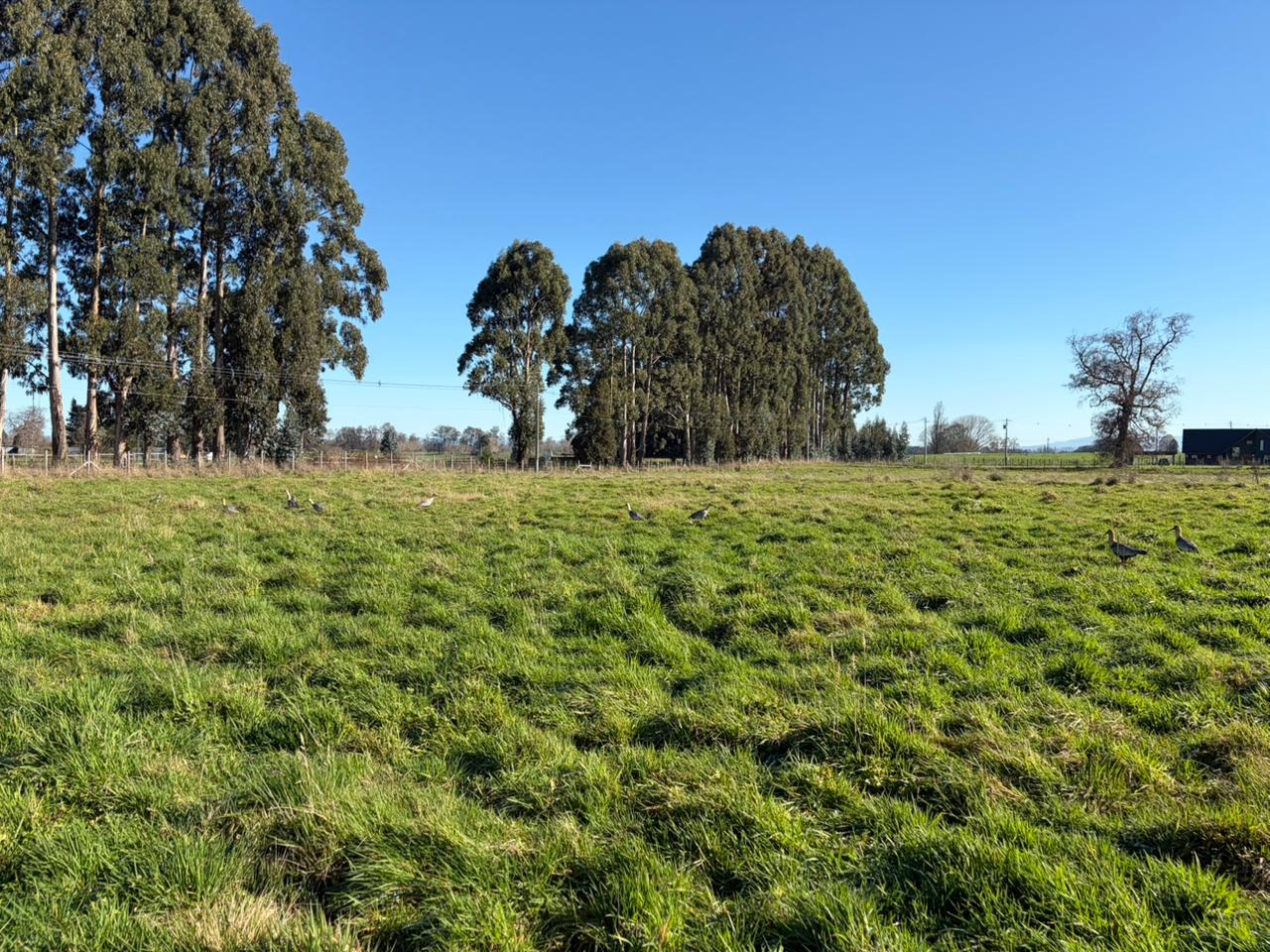 PARCELA - GRANEROS DE PILAUCO IV - foto 13