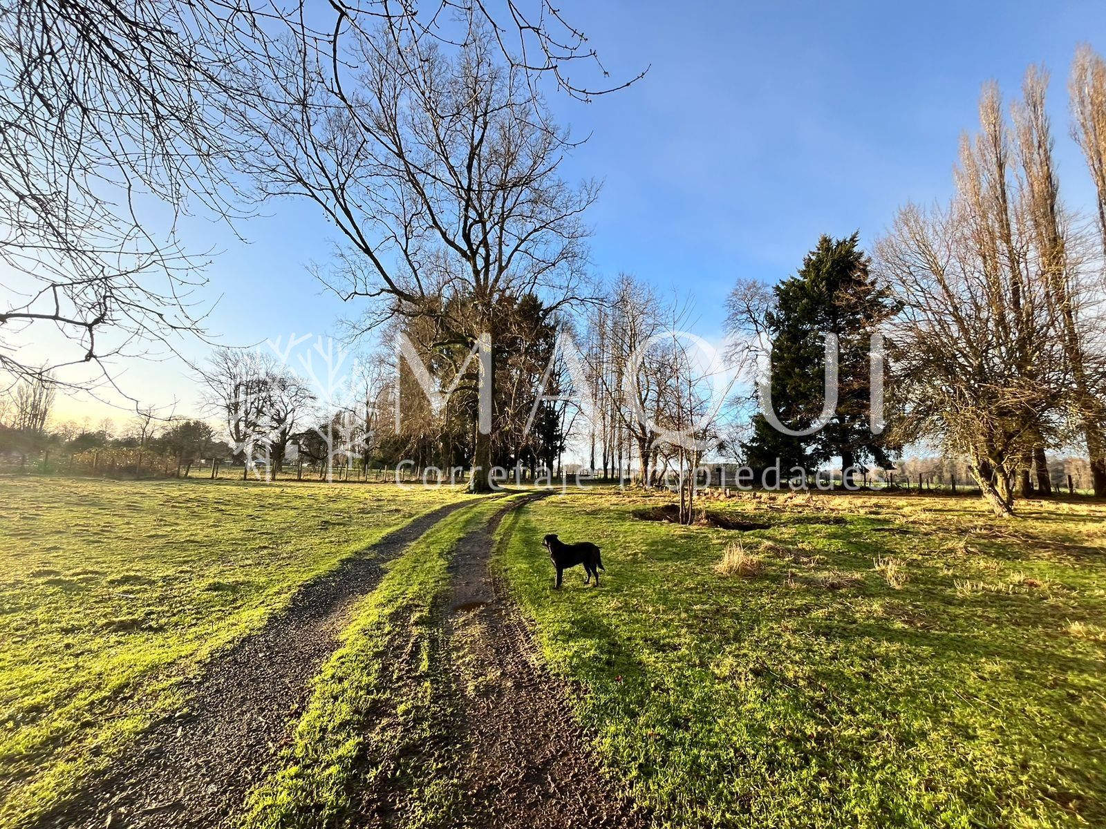 TERRENO AGRÍCOLA, CASA Y GALPÓN - foto 11