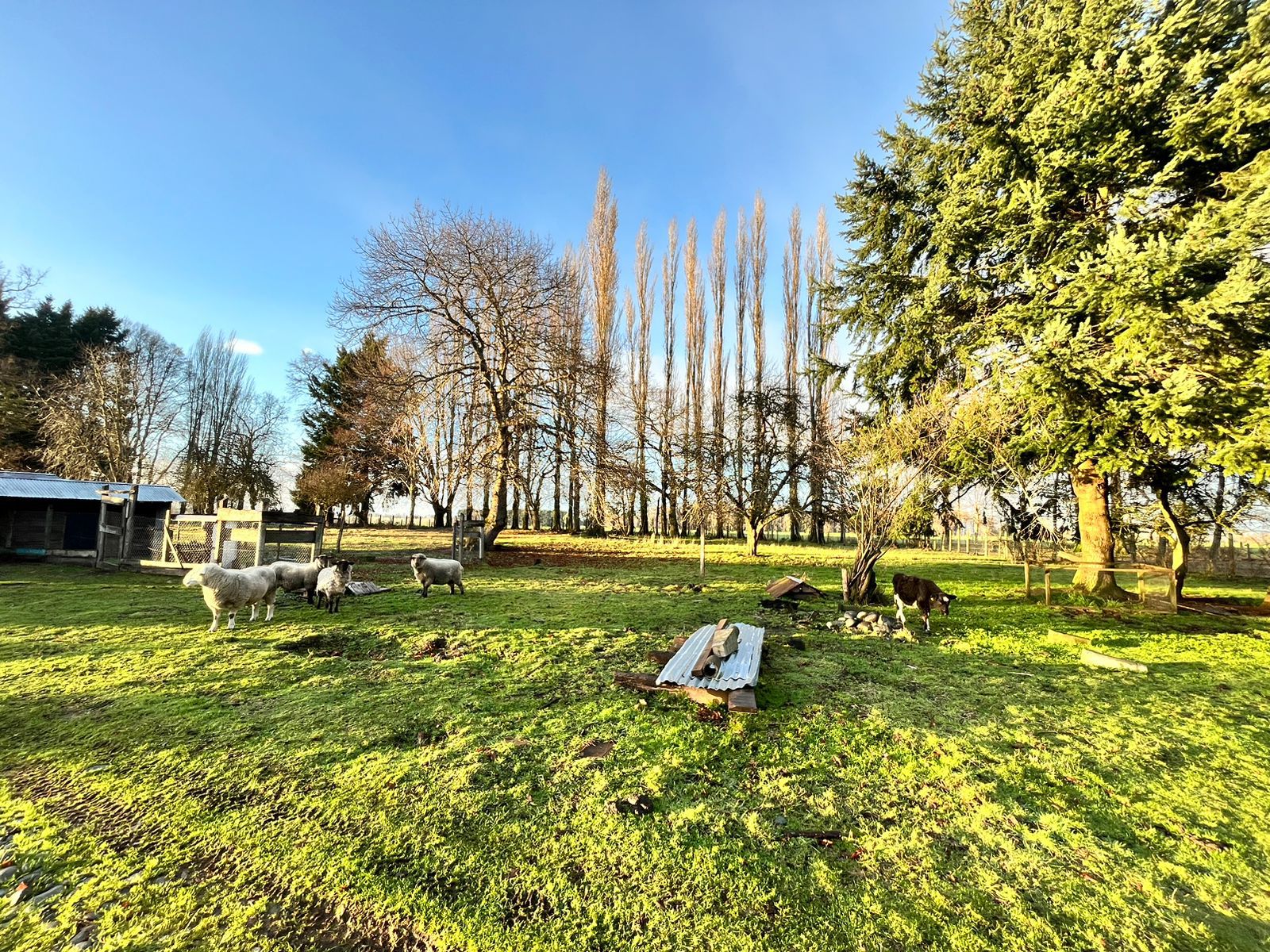 TERRENO AGRÍCOLA, CASA Y GALPÓN - foto 5