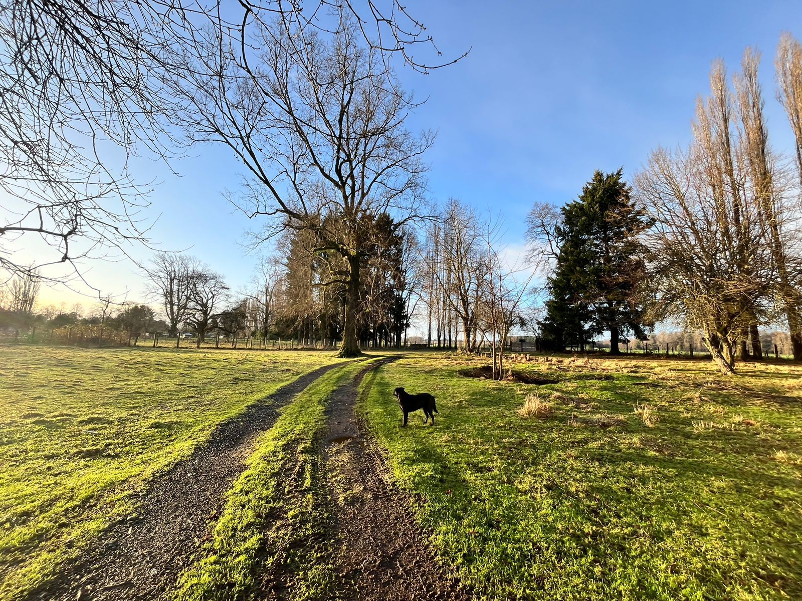 TERRENO AGRÍCOLA, CASA Y GALPÓN - foto 10