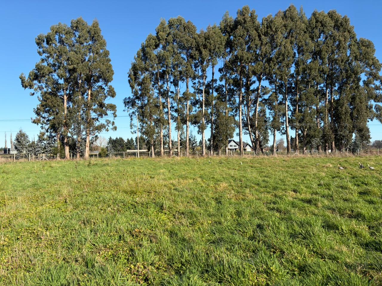 PARCELA - GRANEROS DE PILAUCO IV - foto 10