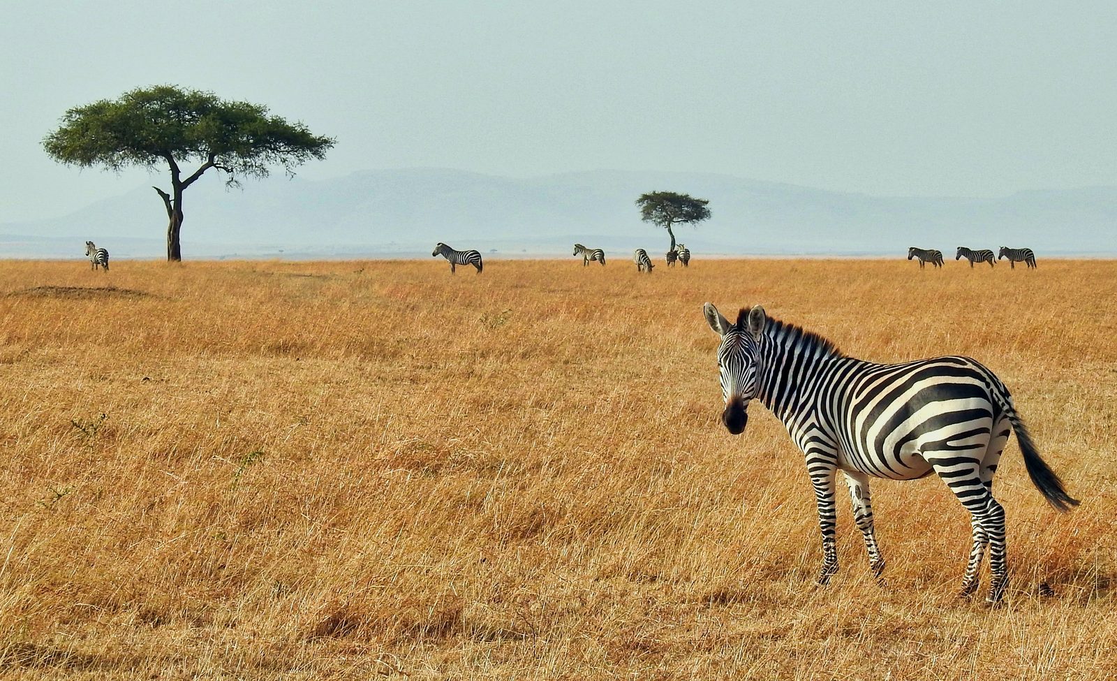 Reserva Nacional de Masai Mara Kenia