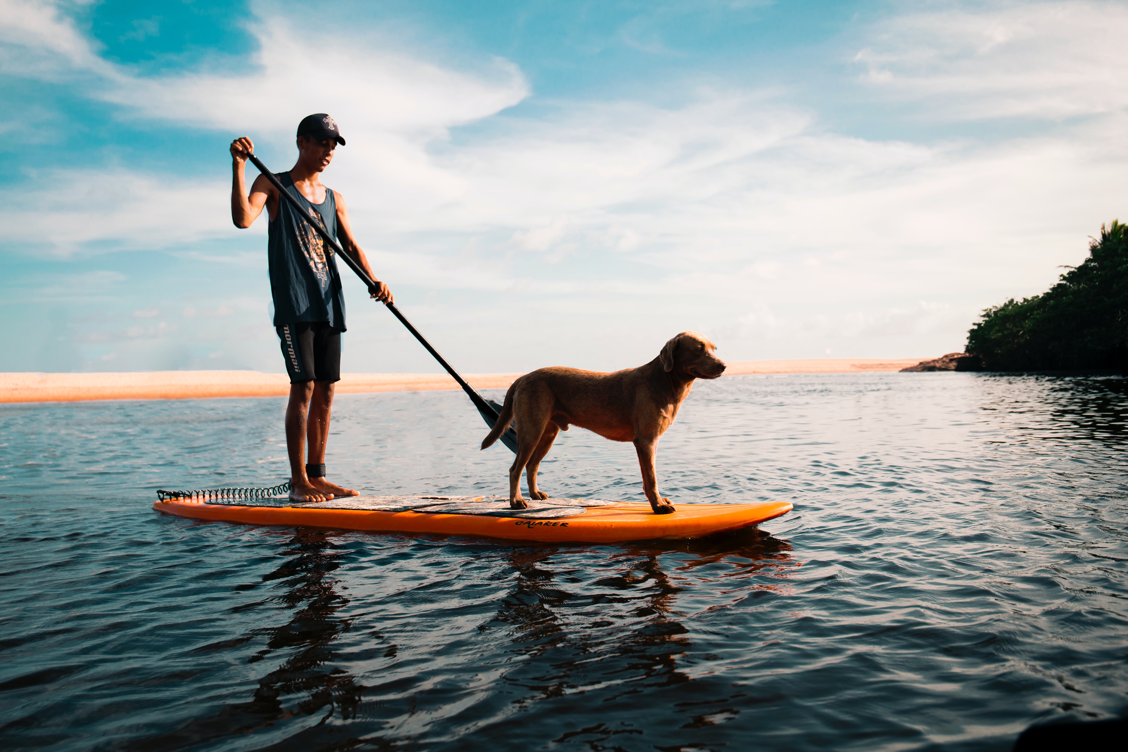 Ein Mann mit einem Hund schwimmt auf stand up paddle
