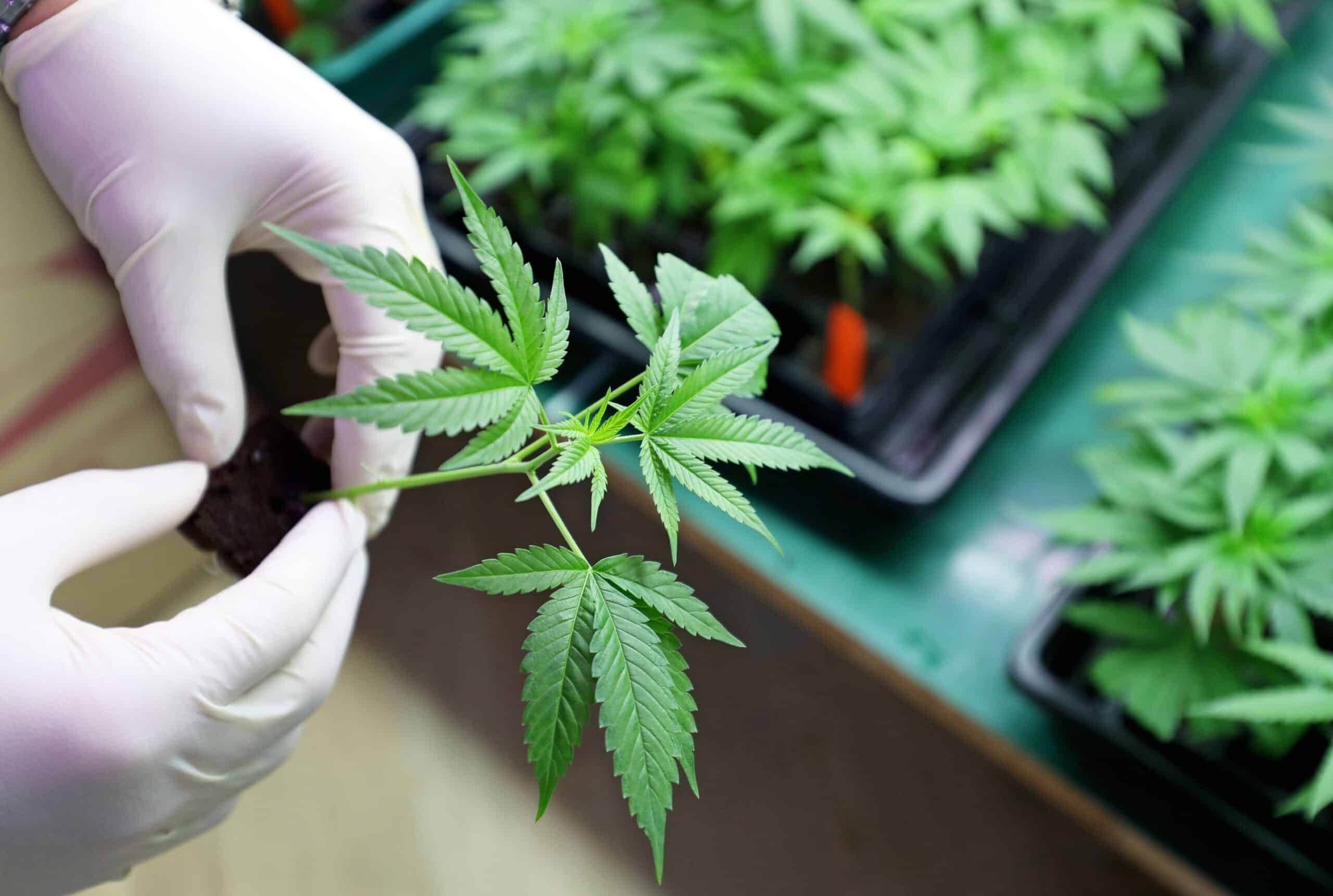 Australian Hemp Law