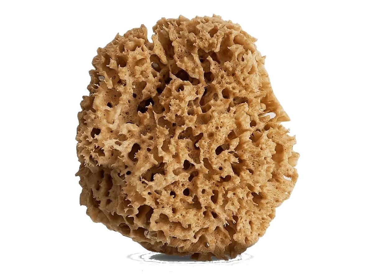 Sea sponge use for decorative technique.