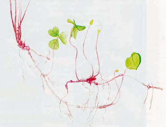 Botanical in its original sense — a plant illustration of a herbarium.