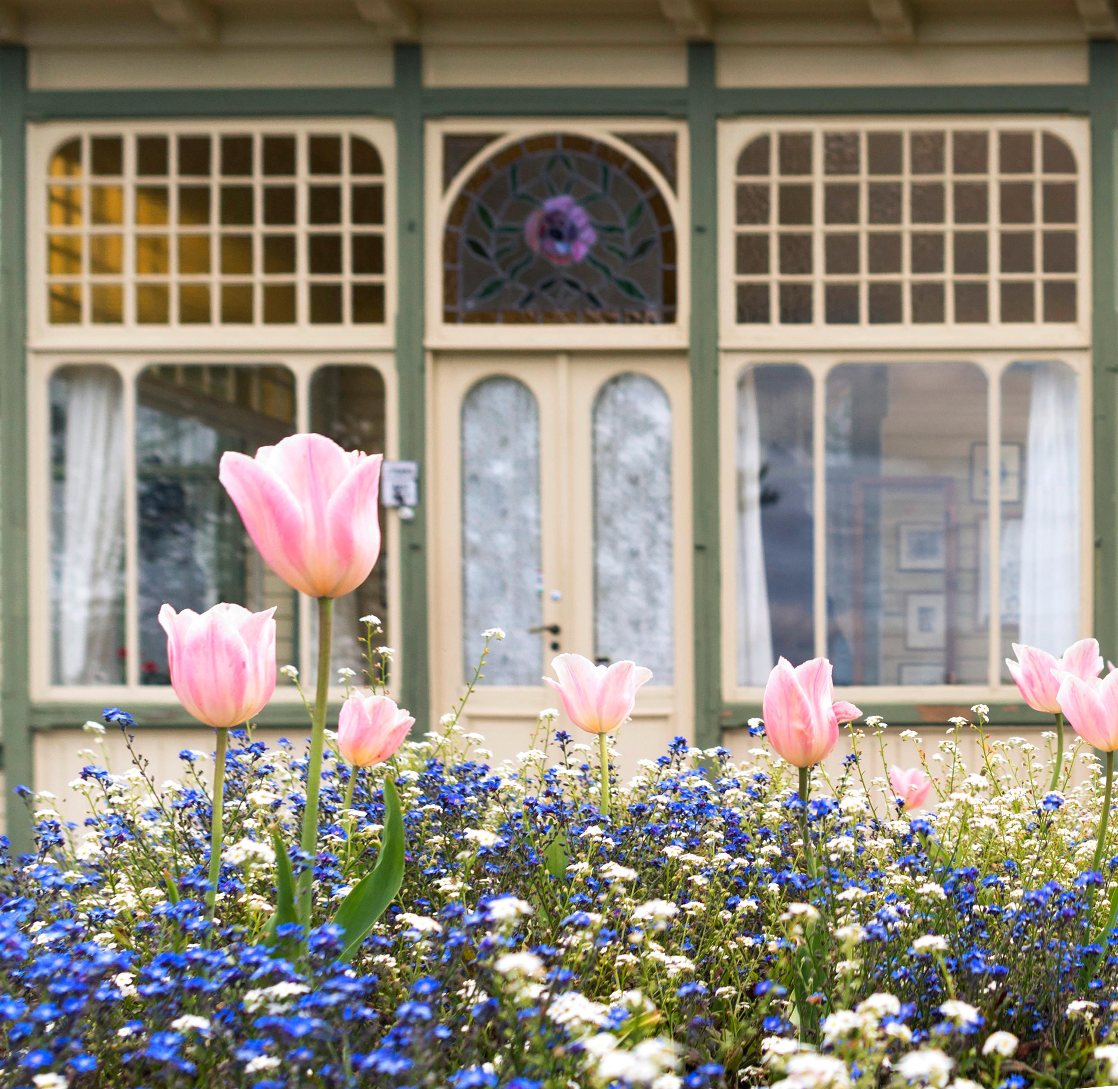 Nærbilde av vakre vårblomster og tulipaner fremfor Edvard Griegs villa.