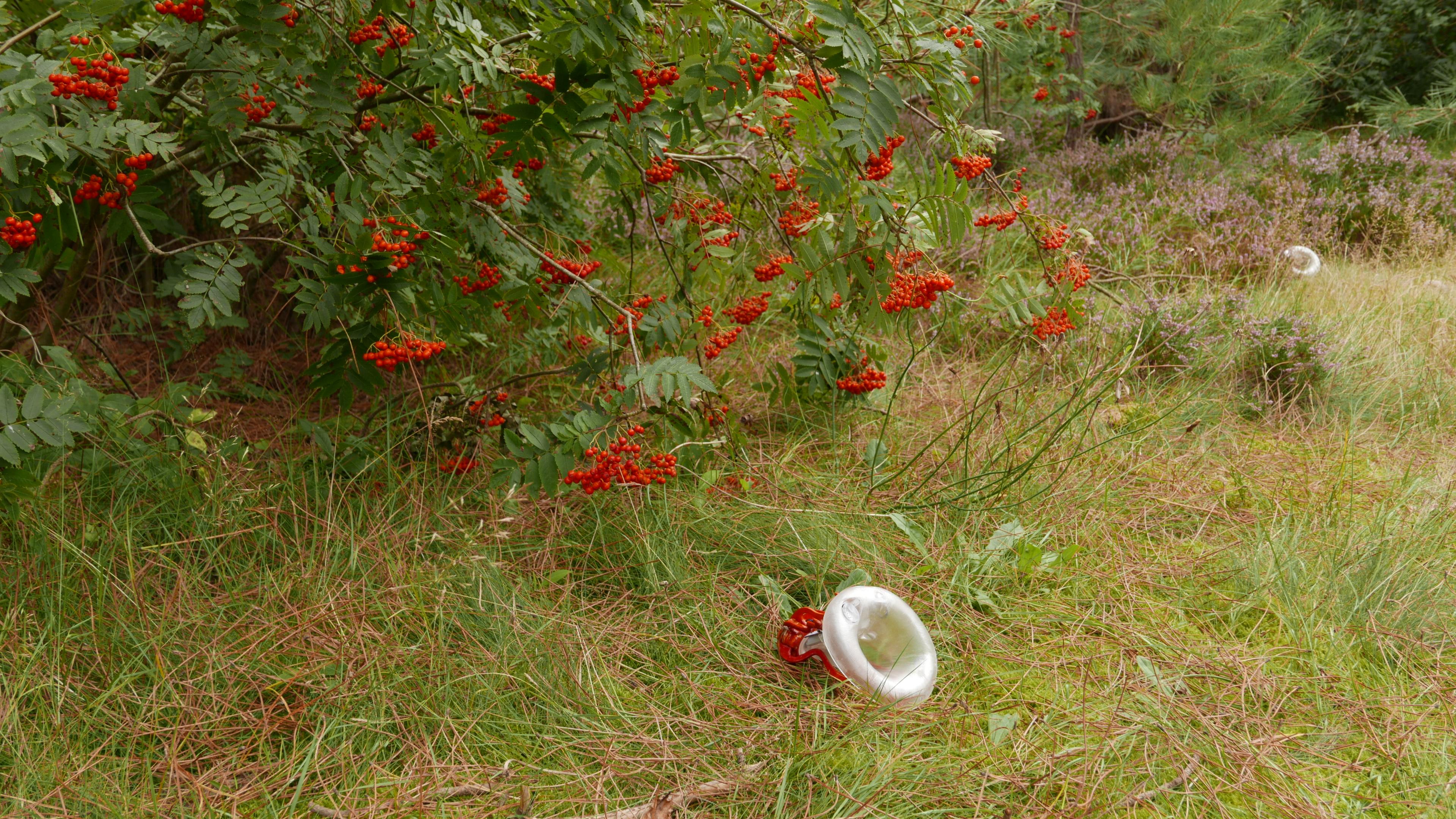 Komorebi installasjon. Rognebær busk og gress