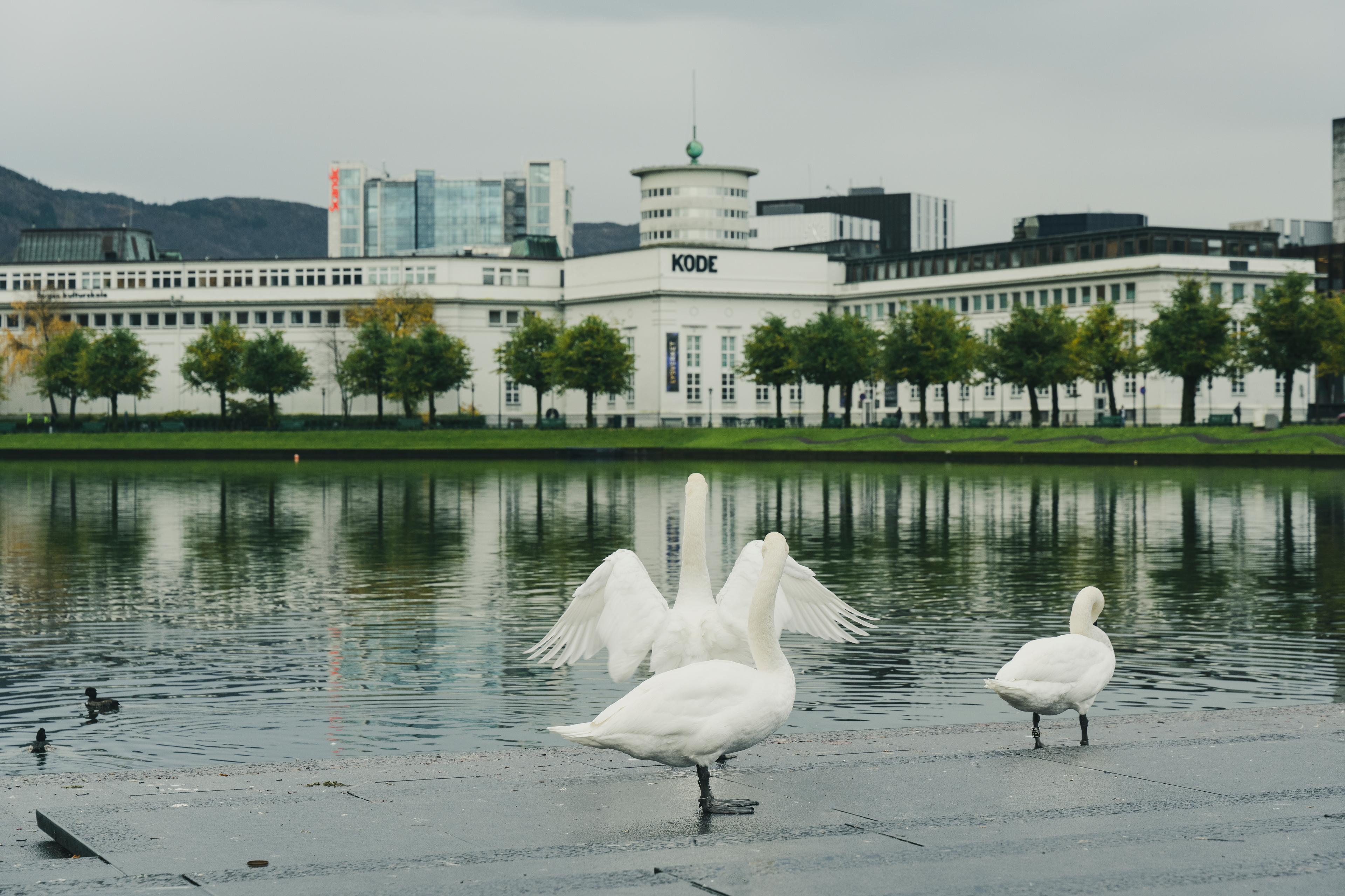 A flock of swans by the town lake, in front of Lysverket