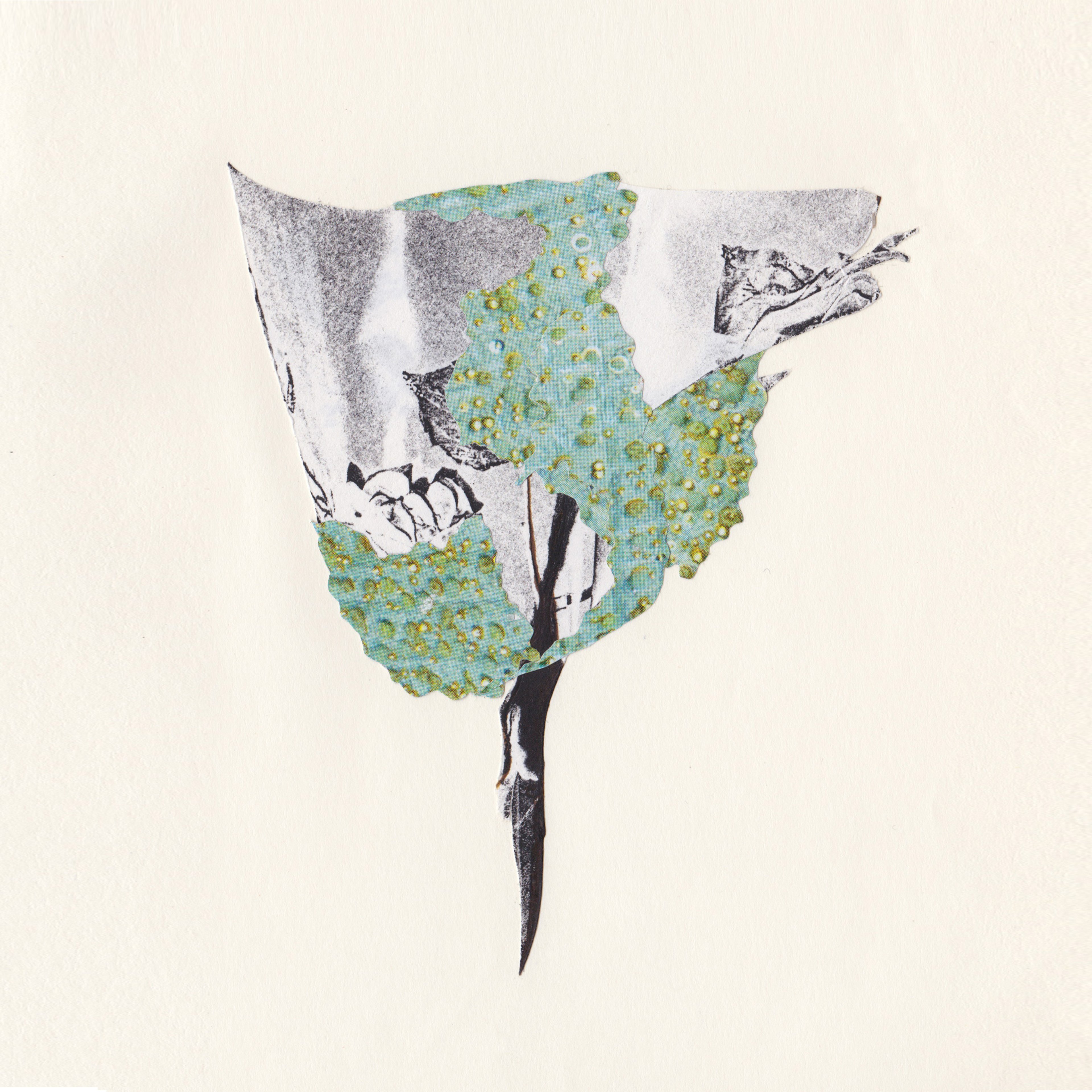 Cynthia Swanson – Amphibious