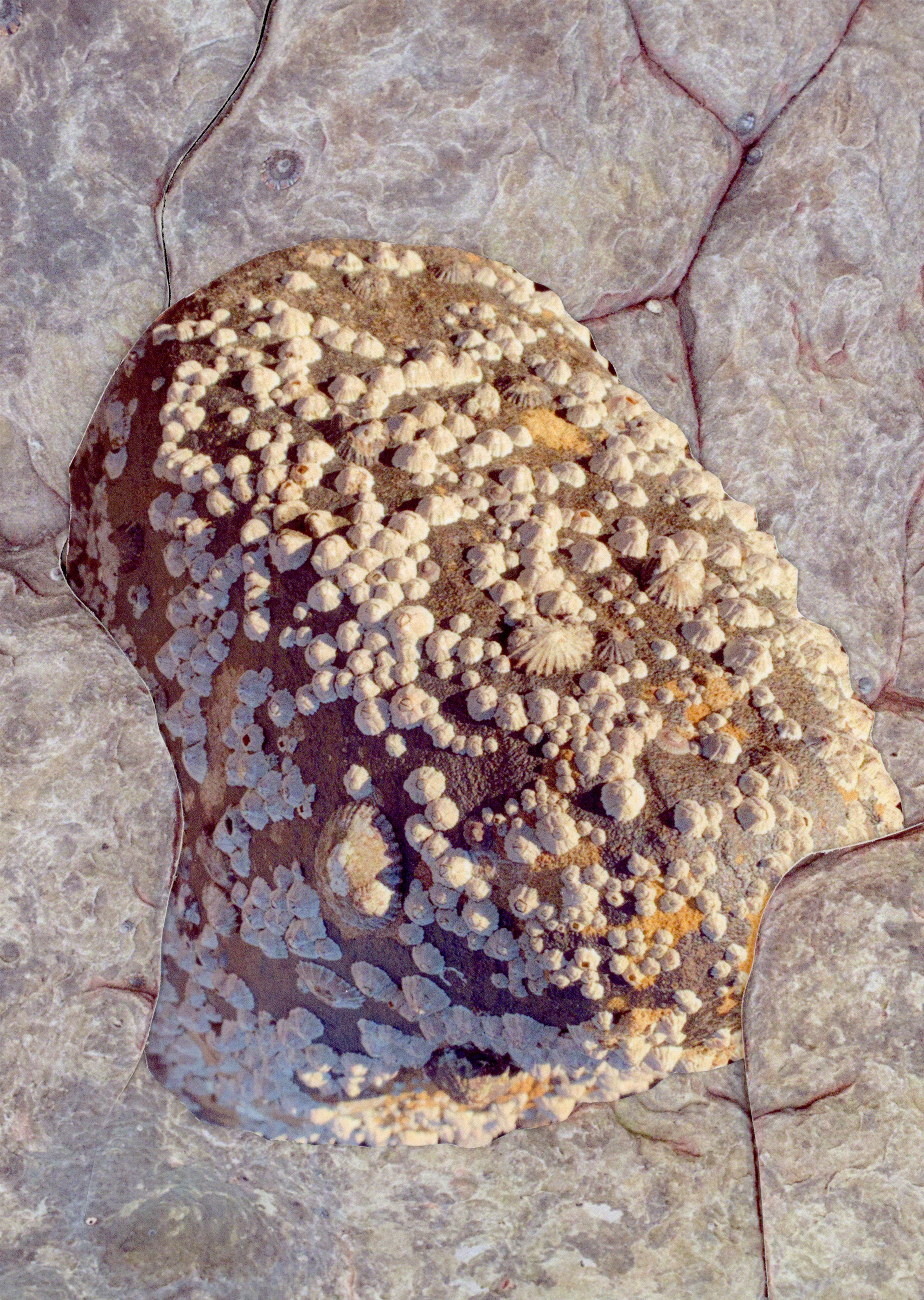 Cynthia Swanson – Rocks.