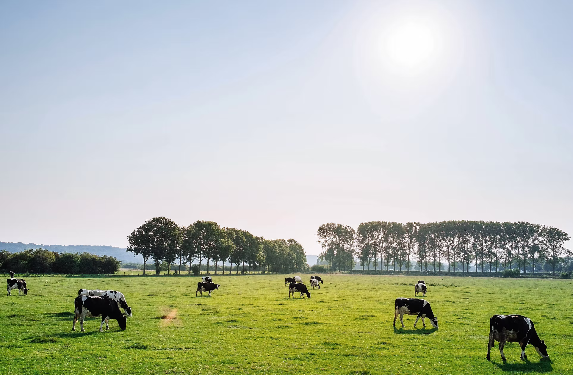 cows on a field