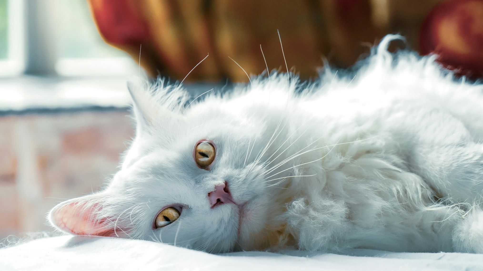 cats