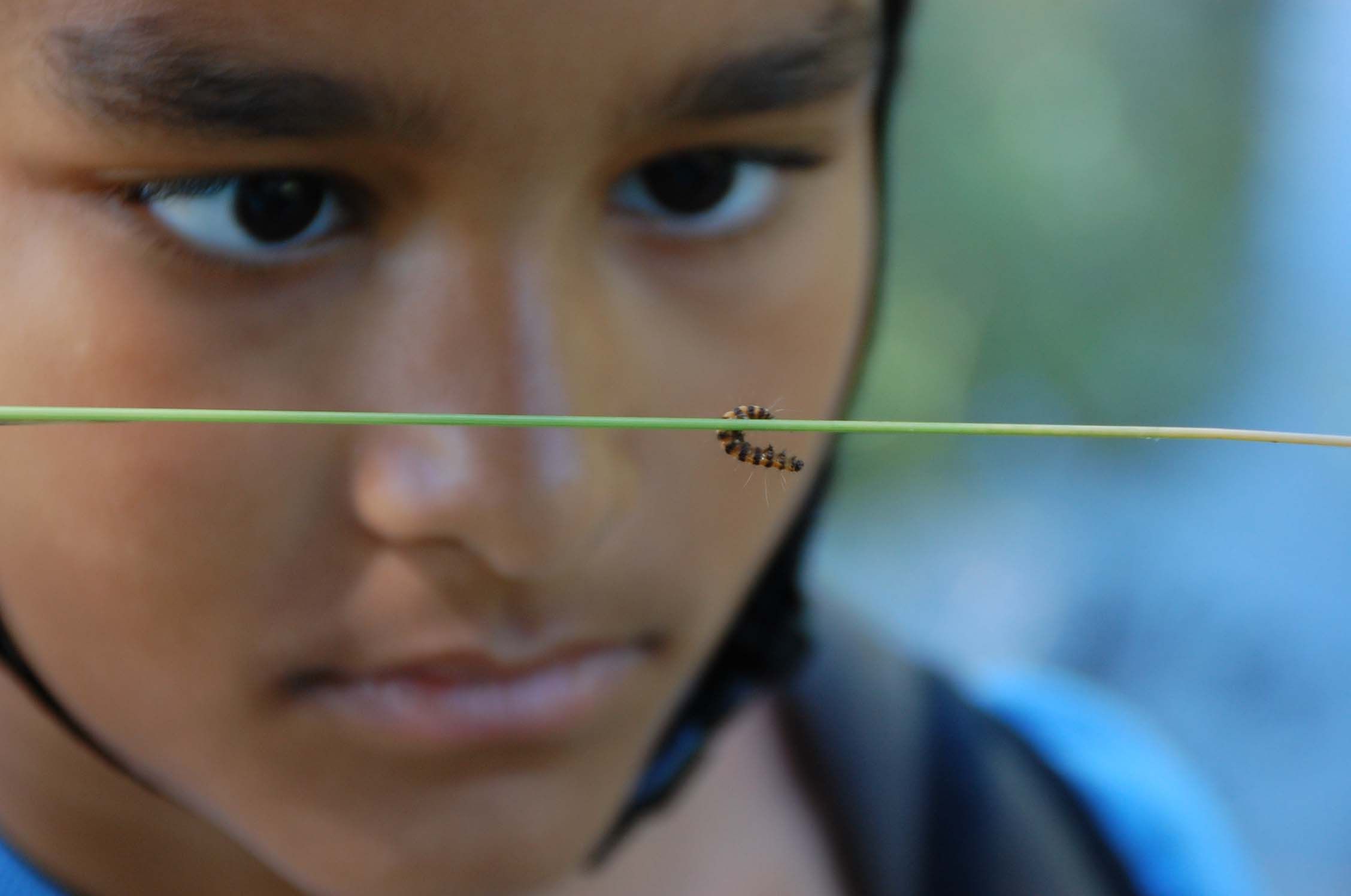Child looking at a caterpillar