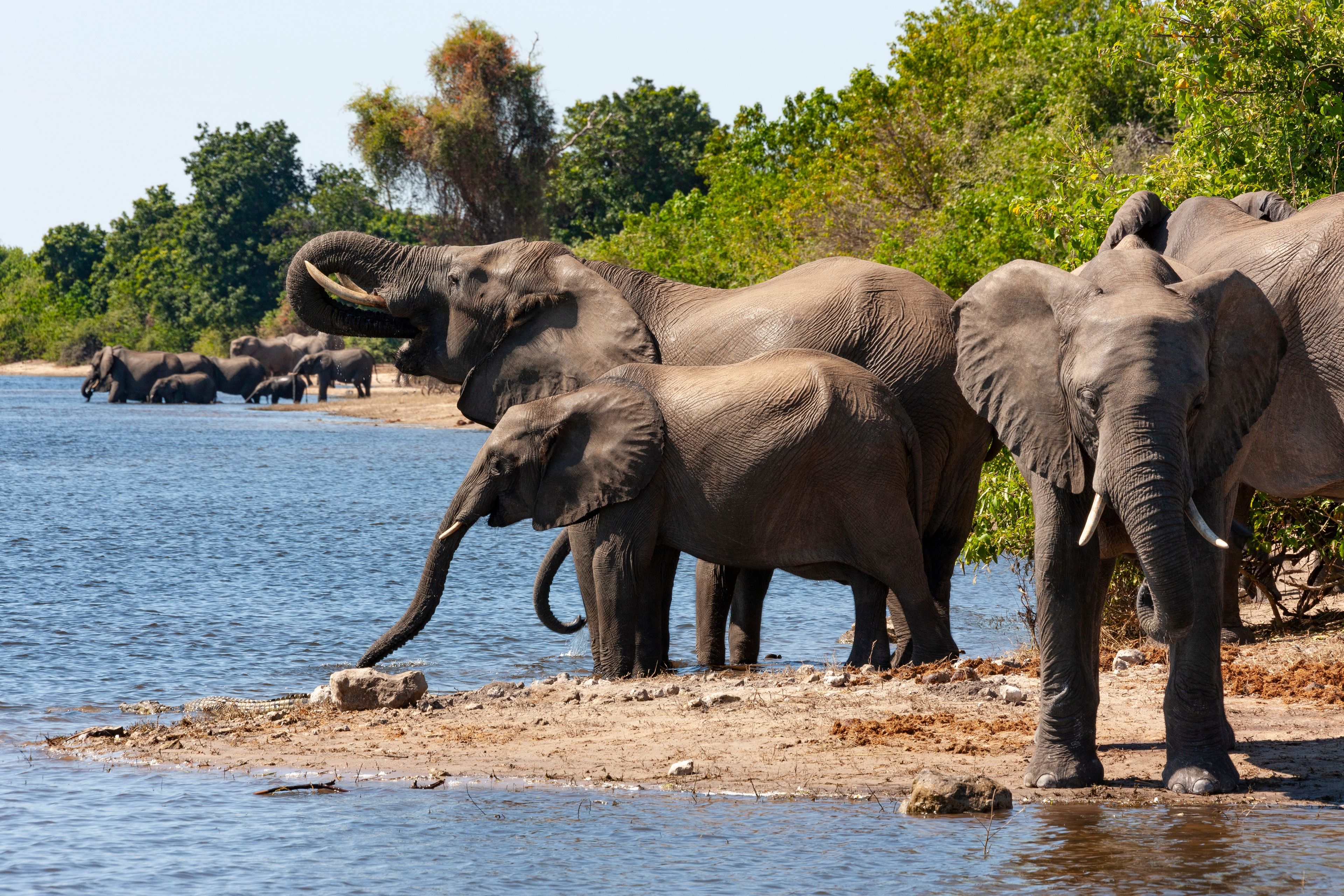 Chobe National Park Full-Day Safari (Botswana) — photo 1