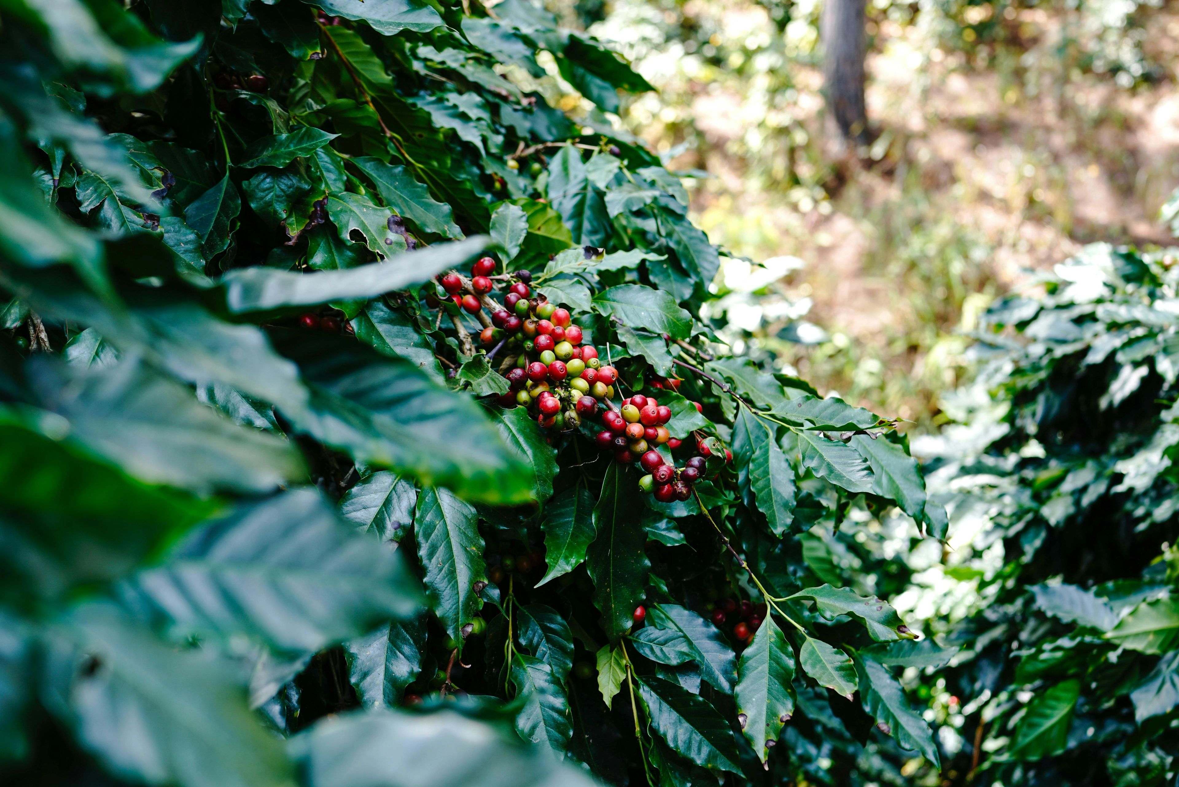  Kintamani Volcano Tour, Coffee Plantation & Bali Swing — photo 2