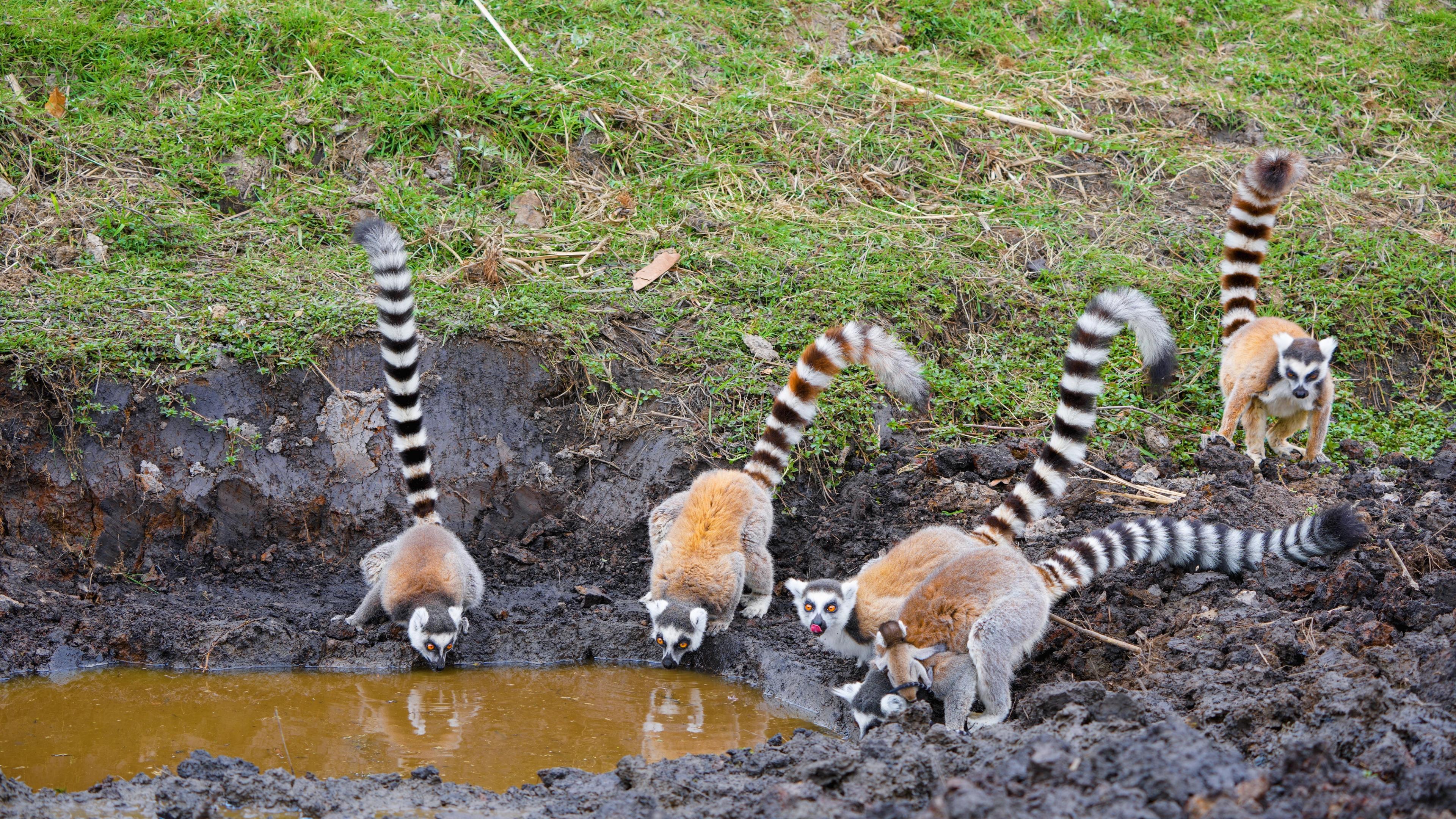 Lemur Park & Endemic Nature