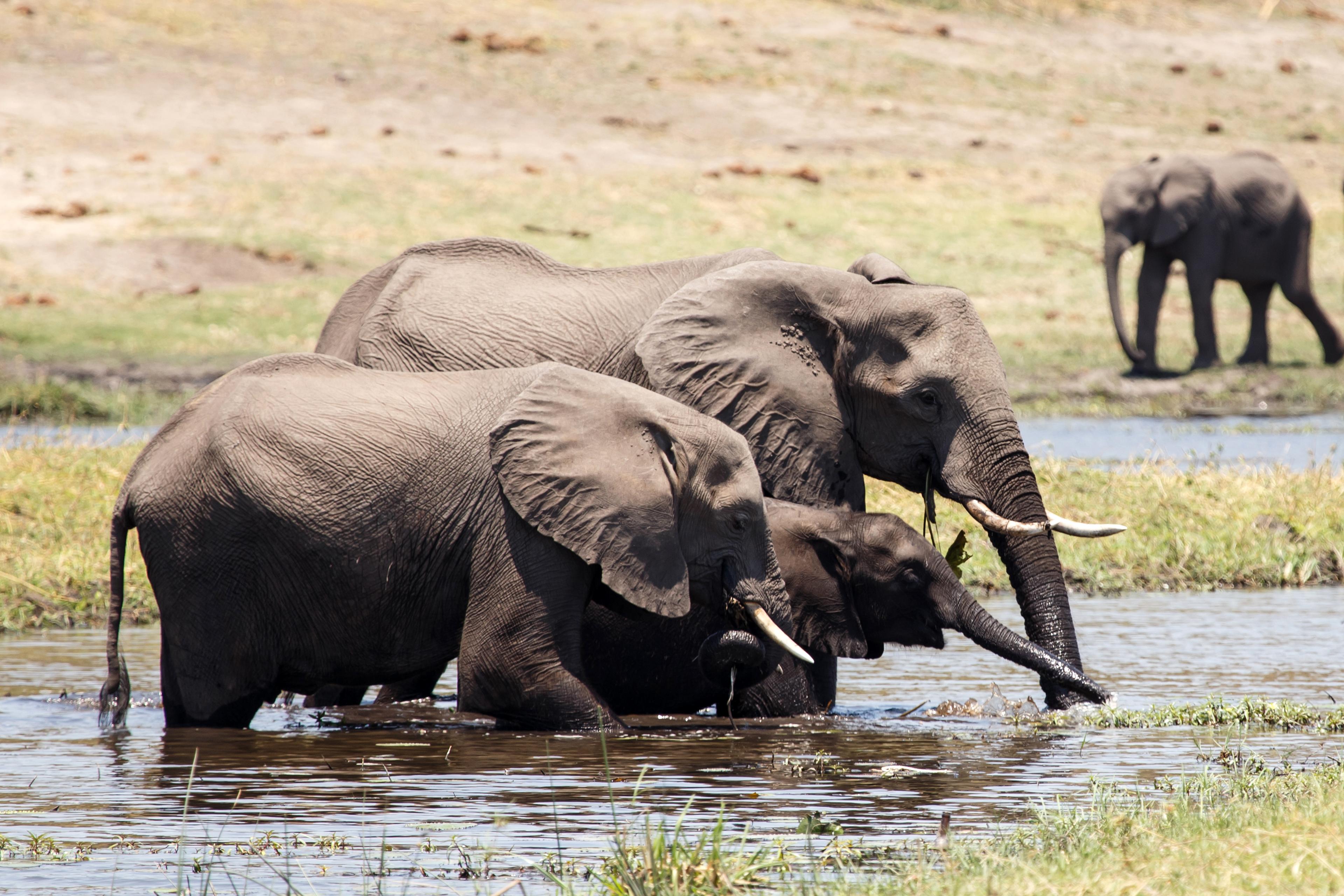 Chobe National Park Safari & Chobe River Cruise