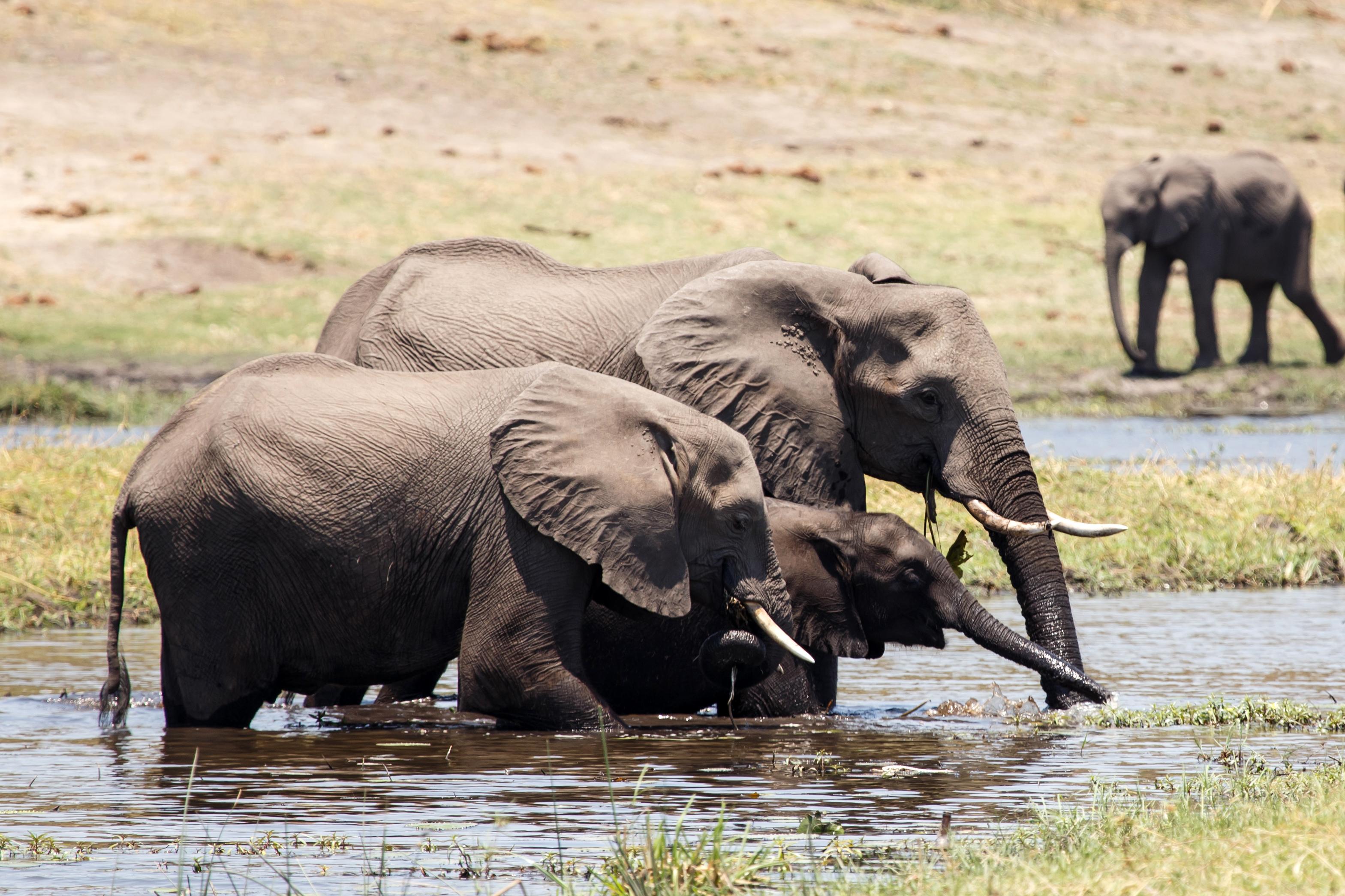 Chobe National Park Safari & Chobe River Cruise