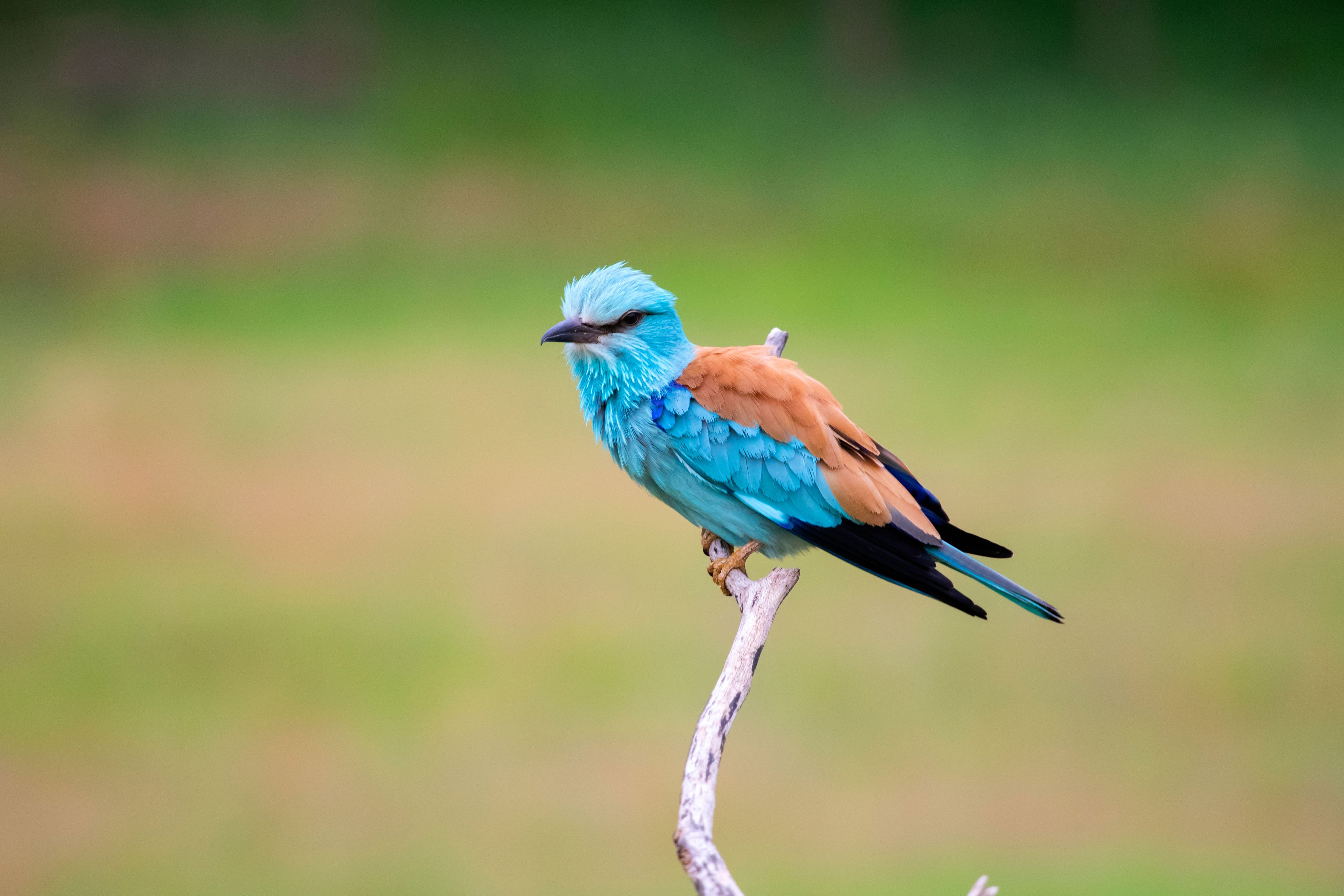 The Lion King Boat Cruise & Big 5 Experience — photo 4