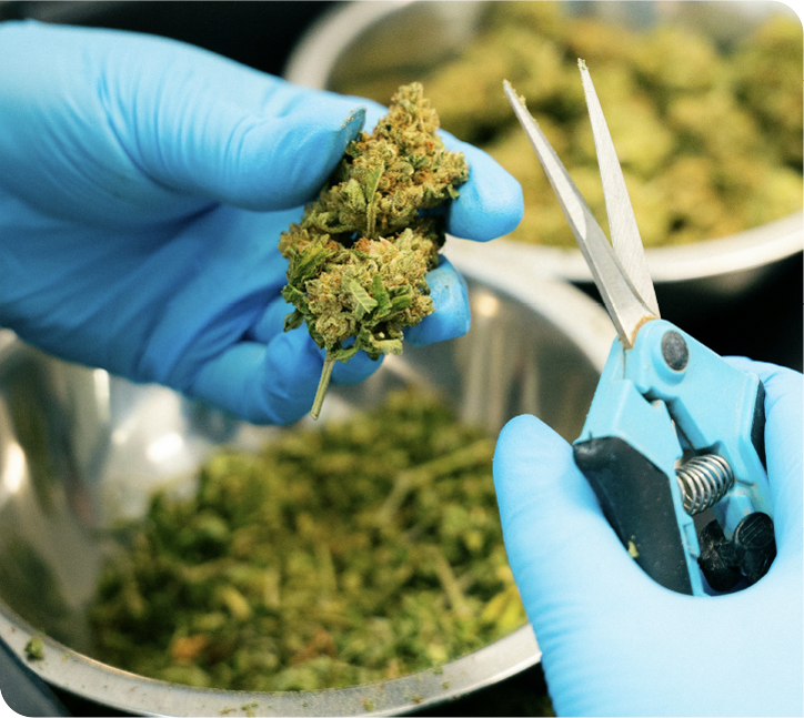 Blue-gloved hands trimming a cannabis flower with scissors.